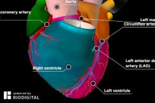 biodigital-the-coronary-arteries-cv-sized_hi